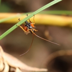 Echthromorpha intricatoria at Paddys River, ACT - 23 Feb 2021