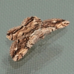 Scioglyptis lyciaria (White-patch Bark Moth) at Hughes, ACT - 23 Feb 2021 by JackyF