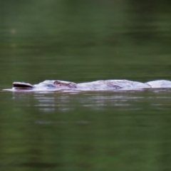 Ornithorhynchus anatinus (Platypus) at Paddys River, ACT - 23 Feb 2021 by RodDeb