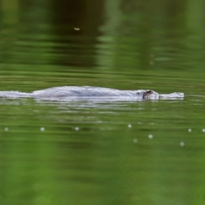 Ornithorhynchus anatinus at Paddys River, ACT - 23 Feb 2021