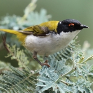 Melithreptus lunatus at Paddys River, ACT - 23 Feb 2021