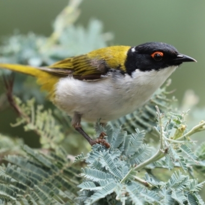 Melithreptus lunatus (White-naped Honeyeater) at Paddys River, ACT - 23 Feb 2021 by RodDeb