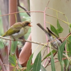 Melithreptus lunatus at Paddys River, ACT - 23 Feb 2021