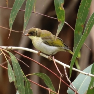 Melithreptus lunatus at Paddys River, ACT - 23 Feb 2021