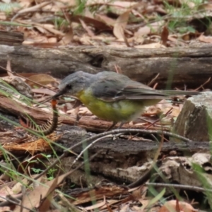 Eopsaltria australis at Paddys River, ACT - 23 Feb 2021 02:42 PM