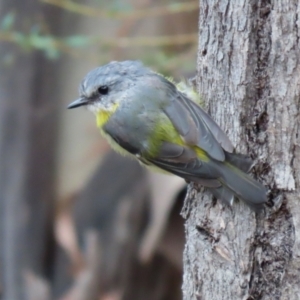 Eopsaltria australis at Paddys River, ACT - 23 Feb 2021 02:42 PM