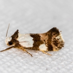 Placocosma resumptella (A Concealer moth) at Melba, ACT - 9 Feb 2021 by Bron