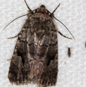 Thoracolopha verecunda at Melba, ACT - 9 Feb 2021