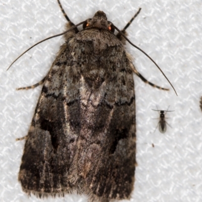 Thoracolopha verecunda (A Noctuid moth (Acronictinae)) at Melba, ACT - 9 Feb 2021 by Bron
