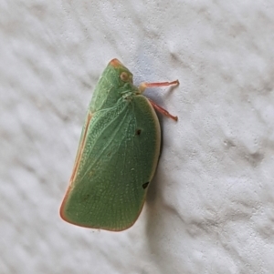 Siphanta sp. (genus) at Hughes, ACT - 23 Feb 2021 02:15 PM