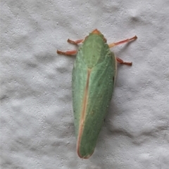 Siphanta sp. (genus) at Hughes, ACT - 23 Feb 2021 02:15 PM