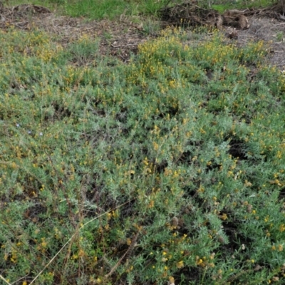 Chrysocephalum apiculatum (Common Everlasting) at Hughes, ACT - 23 Feb 2021 by JackyF