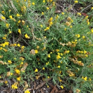 Chrysocephalum apiculatum at Hughes, ACT - 23 Feb 2021 04:33 PM