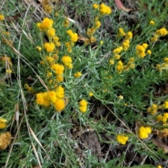 Chrysocephalum apiculatum at Hughes, ACT - 23 Feb 2021 04:33 PM