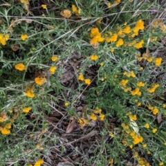 Chrysocephalum apiculatum at Hughes, ACT - 23 Feb 2021 04:33 PM