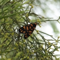 Asura lydia (Lydia Lichen Moth) at Deakin, ACT - 23 Feb 2021 by JackyF