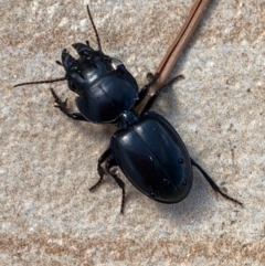 Carenum sp. (genus) (Predatory ground beetle) at Murrumbateman, NSW - 23 Feb 2021 by SimoneC