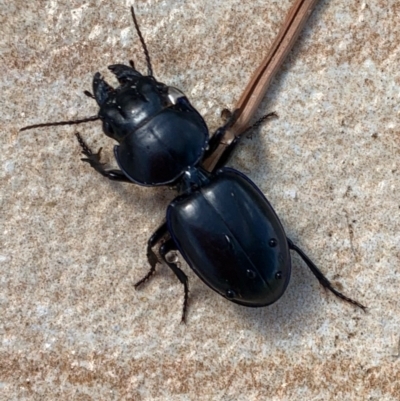 Carenum (genus) (Predatory ground beetle) at Murrumbateman, NSW - 24 Feb 2021 by SimoneC