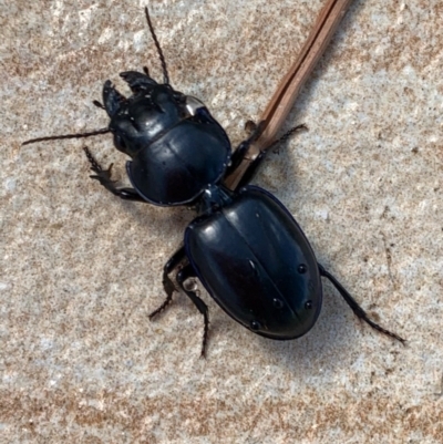 Carenum sp. (genus) (Predatory ground beetle) at Murrumbateman, NSW - 24 Feb 2021 by SimoneC