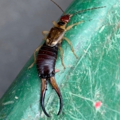 Forficula auricularia (European Earwig) at Murrumbateman, NSW - 24 Feb 2021 by SimoneC