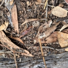 Papyrius nitidus (Shining Coconut Ant) at Hughes, ACT - 24 Feb 2021 by JackyF