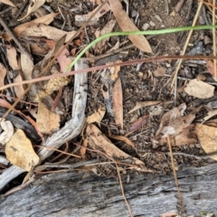 Papyrius nitidus at Hughes, ACT - 24 Feb 2021