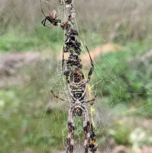 Trichonephila edulis at Hughes, ACT - 24 Feb 2021