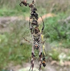 Trichonephila edulis at Hughes, ACT - 24 Feb 2021