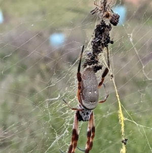 Trichonephila edulis at Hughes, ACT - 24 Feb 2021