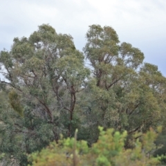 Falco berigora at Paddys River, ACT - 23 Feb 2021