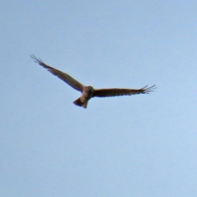 Circus approximans (Swamp Harrier) at Paddys River, ACT - 23 Feb 2021 by RodDeb