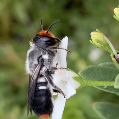 Megachile erythropyga (Resin Bee) at Murrumbateman, NSW - 24 Feb 2021 by SimoneC