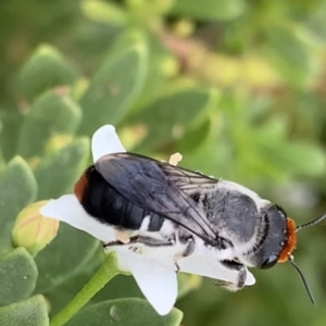 Megachile erythropyga at Murrumbateman, NSW - 24 Feb 2021 12:50 PM