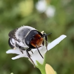 Megachile erythropyga at Murrumbateman, NSW - 24 Feb 2021 12:50 PM