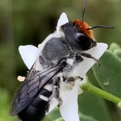 Megachile erythropyga at Murrumbateman, NSW - 24 Feb 2021 12:50 PM