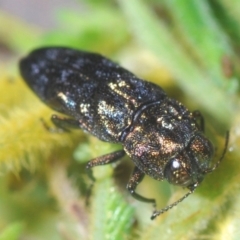 Aaaaba nodosus (a Jewel beetle) at Monga, NSW - 15 Feb 2021 by Harrisi
