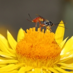 Ichneumonoidea (Superfamily) (A species of parasitic wasp) at Acton, ACT - 19 Feb 2021 by TimL