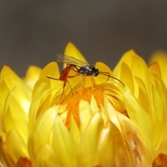 Ichneumonoidea (Superfamily) at Acton, ACT - 19 Feb 2021