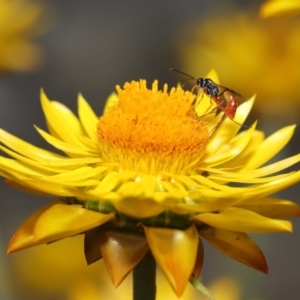 Ichneumonoidea (Superfamily) at Acton, ACT - 19 Feb 2021