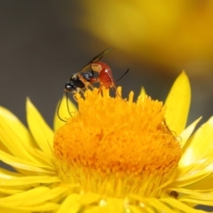 Ichneumonoidea (Superfamily) at Acton, ACT - 19 Feb 2021