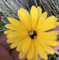 Calendula officinalis (English or Pot Marigold) at Lyneham, ACT - 22 Feb 2021 by Tapirlord