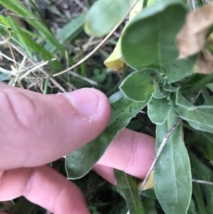 Calendula officinalis at Lyneham, ACT - 23 Feb 2021