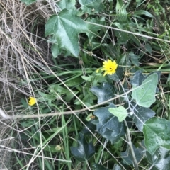 Calendula officinalis at Lyneham, ACT - 23 Feb 2021