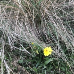 Calendula officinalis at Lyneham, ACT - 23 Feb 2021