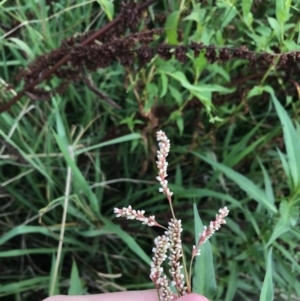 Persicaria decipiens at Lyneham Wetland - 23 Feb 2021