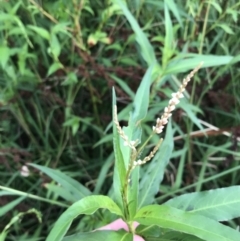 Persicaria decipiens at Lyneham Wetland - 23 Feb 2021