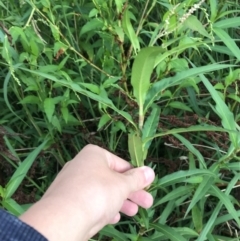 Persicaria decipiens at Lyneham Wetland - 23 Feb 2021