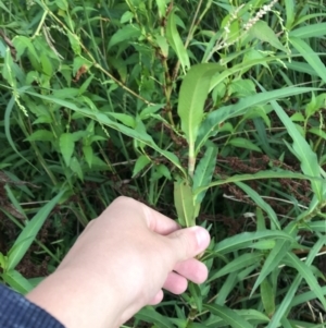 Persicaria decipiens at Lyneham Wetland - 23 Feb 2021