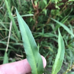 Persicaria decipiens at Lyneham Wetland - 23 Feb 2021 08:32 AM