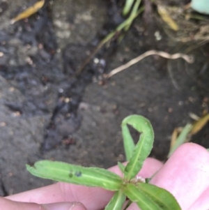 Alternanthera denticulata at Lyneham Wetland - 23 Feb 2021